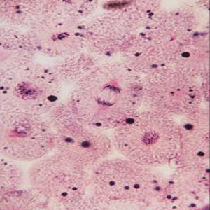 Cell Division Slide Set